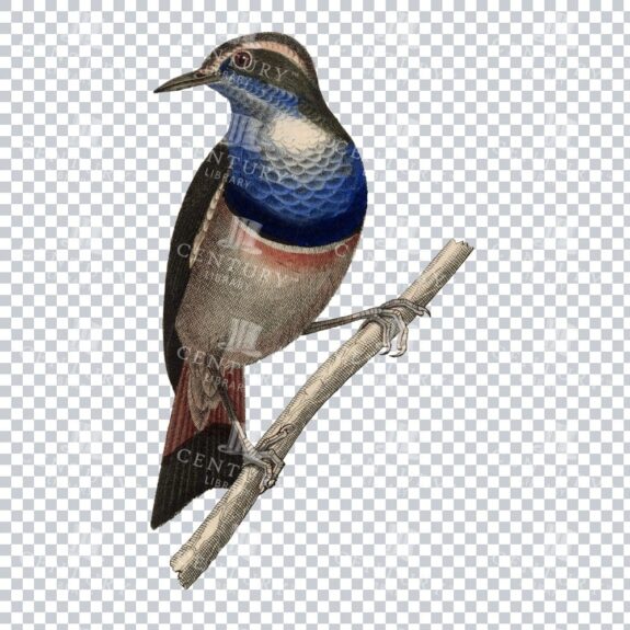 Restored Colored Png Bird Illustration 6