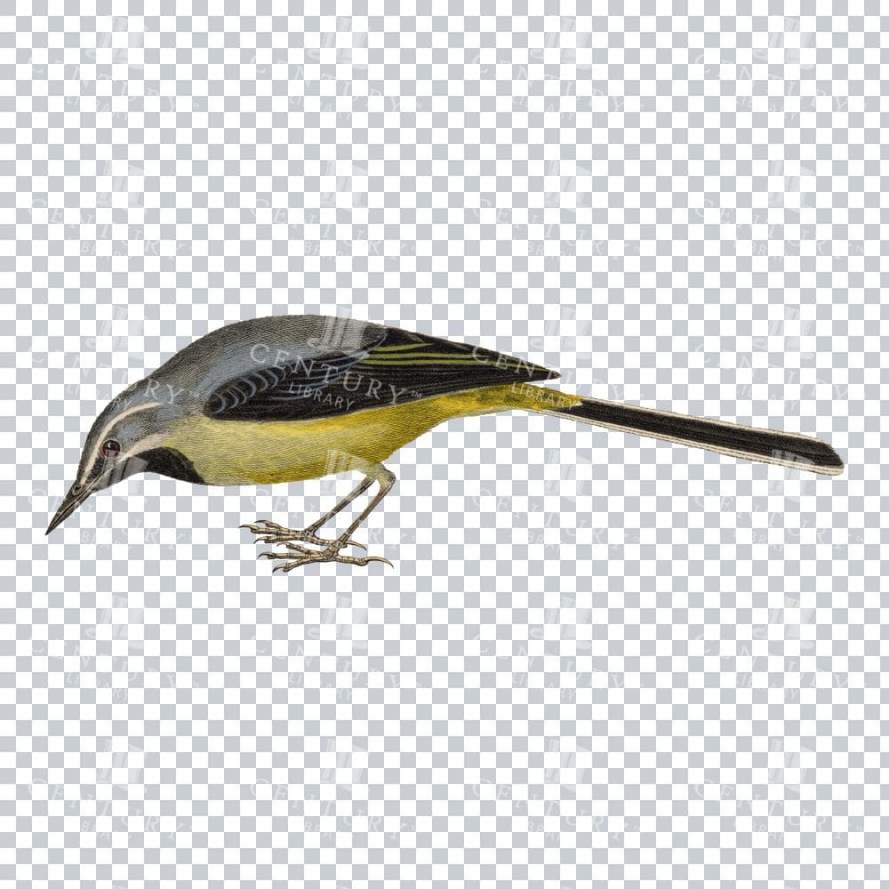 Restored Colored Png Bird Illustration 7