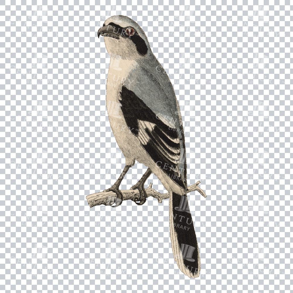 Restored Colored Png Bird Illustration 8