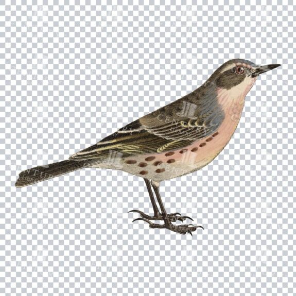 Restored Colored Png Bird Illustration 9