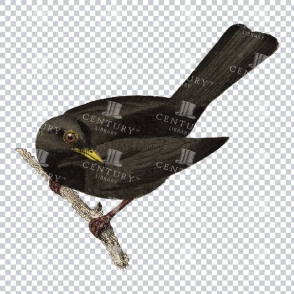 Restored Colored Png Bird Illustration 10
