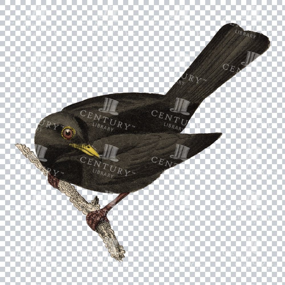 Restored Colored Png Bird Illustration 10