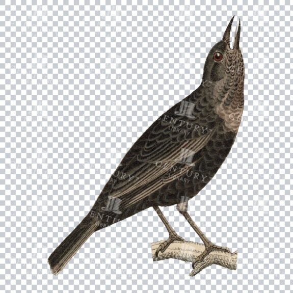 Restored Colored Png Bird Illustration 11