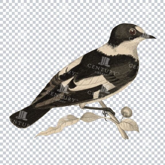 Restored Colored Png Bird Illustration 12