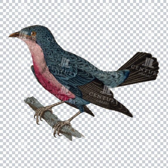Restored Colored Png Bird Illustration 13
