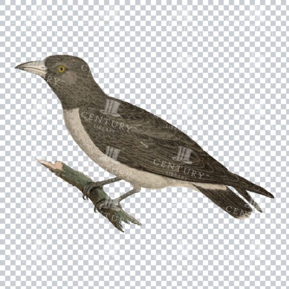 Restored Colored Png Bird Illustration 14
