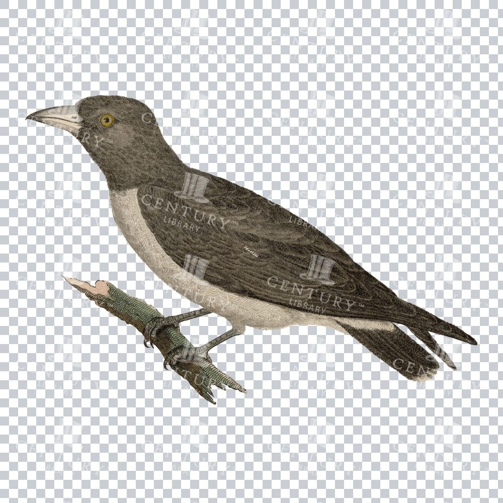 Restored Colored Png Bird Illustration 14