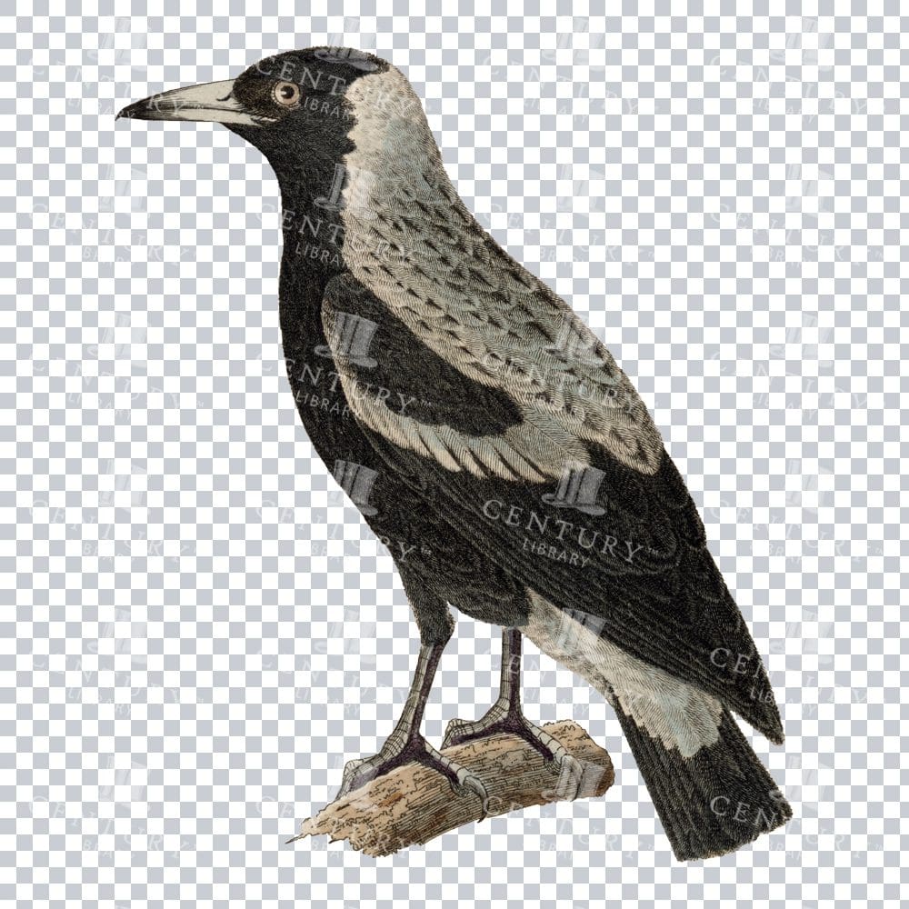 Restored Colored Png Bird Illustration 15