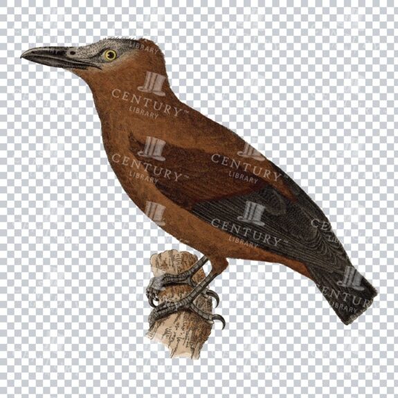 Coloured Isolated Png Of A Brown Necked Raven