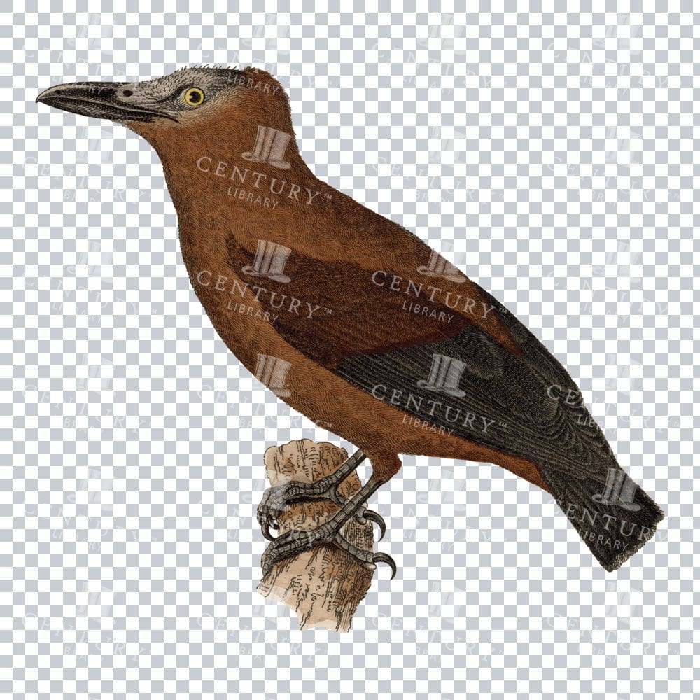 Coloured Isolated Png Of A Brown Necked Raven