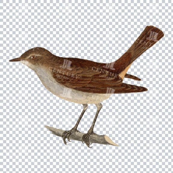 Vintage Png Illustration Of A Common Nightingale Bird