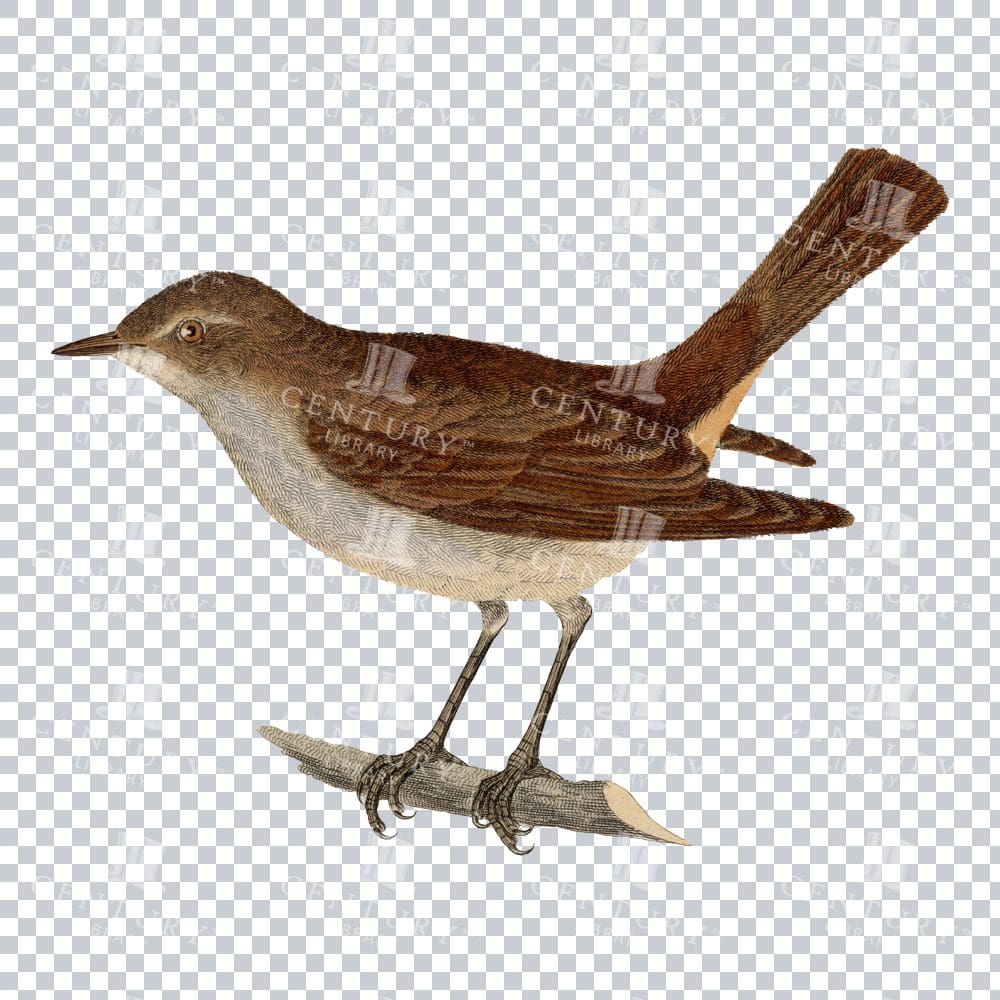 Vintage Png Illustration Of A Common Nightingale Bird