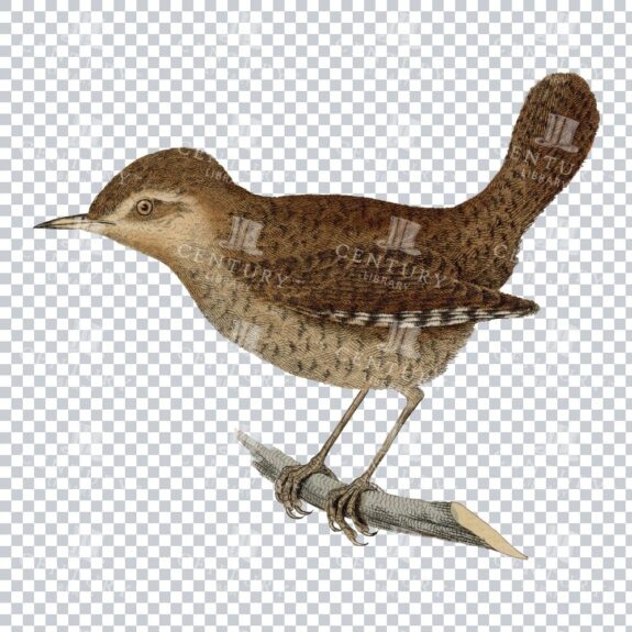 Old Color Png Of A Eurasian Wren Perched On A Stick