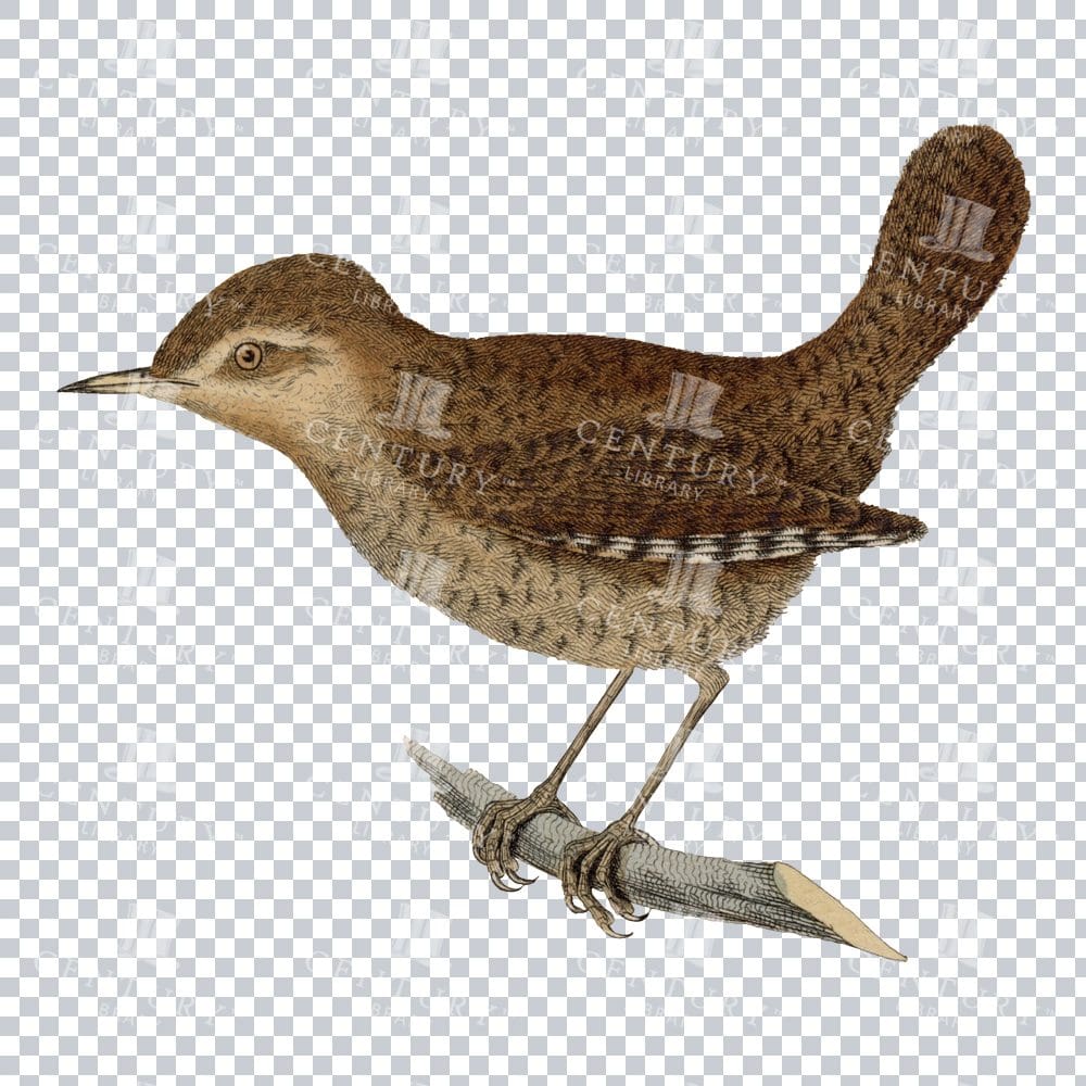 Old Color Png Of A Eurasian Wren Perched On A Stick
