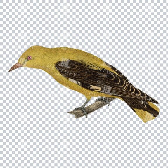 Vintage Transparent Image Of A Golden Oriole Bird