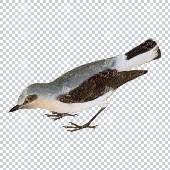 Retro Png Illustration Of A Grey Bush Chat Bird Bowing In Color