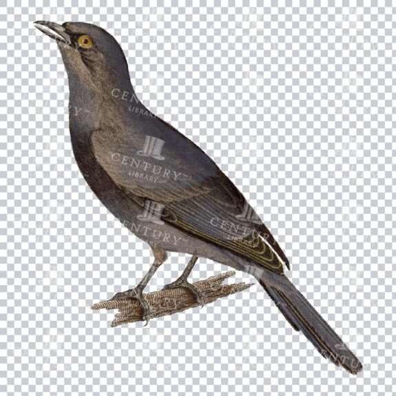 Perched Grey Cuckooshrike Png Color Image
