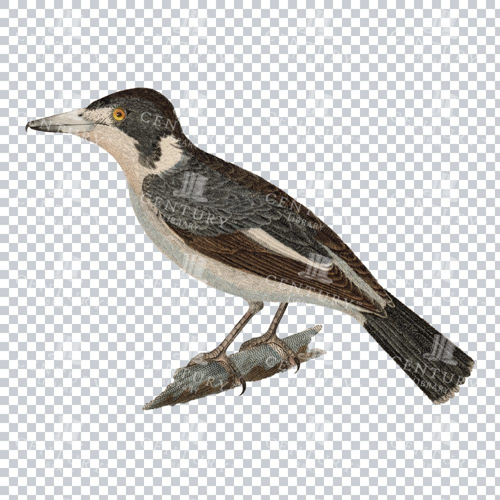 Old Restored Vintage Artwork Of A Hook Billed Vanga
