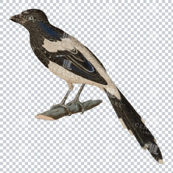 Restored Bird Illustration - Magpie Tanager Perched On A Branch