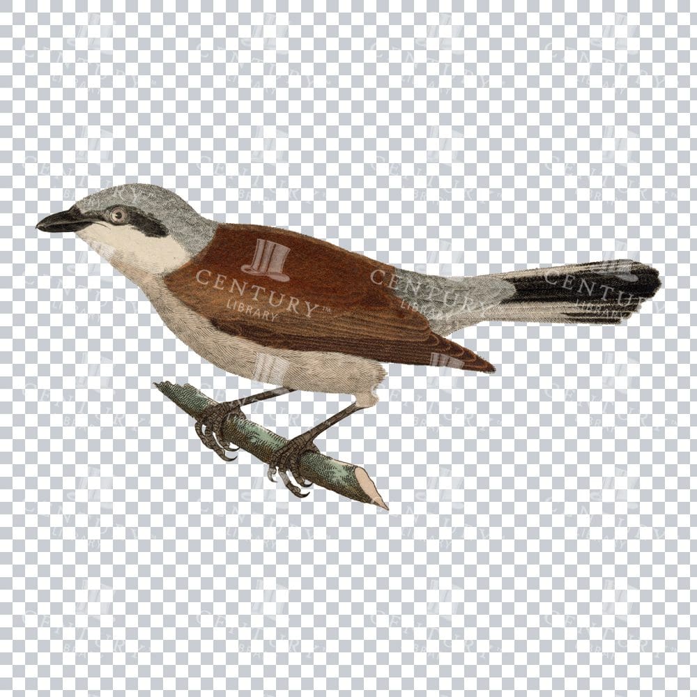 Red-backed Shrike Bird Vintage Color Illustration