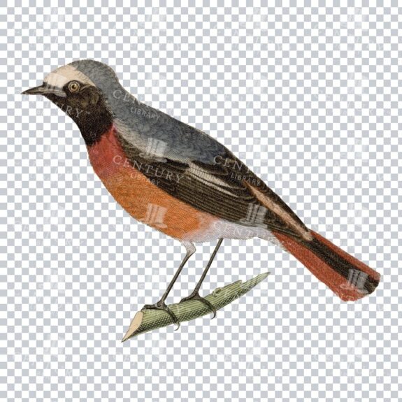 Beautiful Redstart Bird Png Image Restoration
