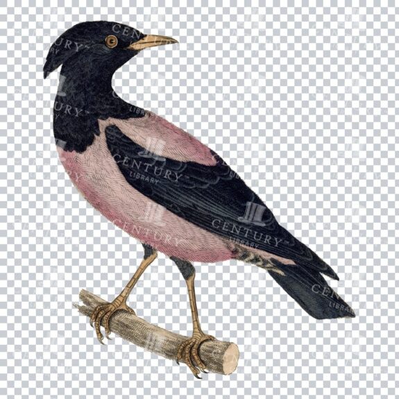 Retro Transparent Png Of A Rosy Starling Bird