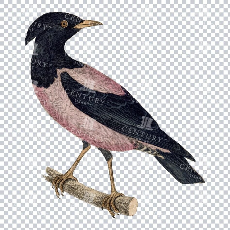 Retro Transparent Png Of A Rosy Starling Bird
