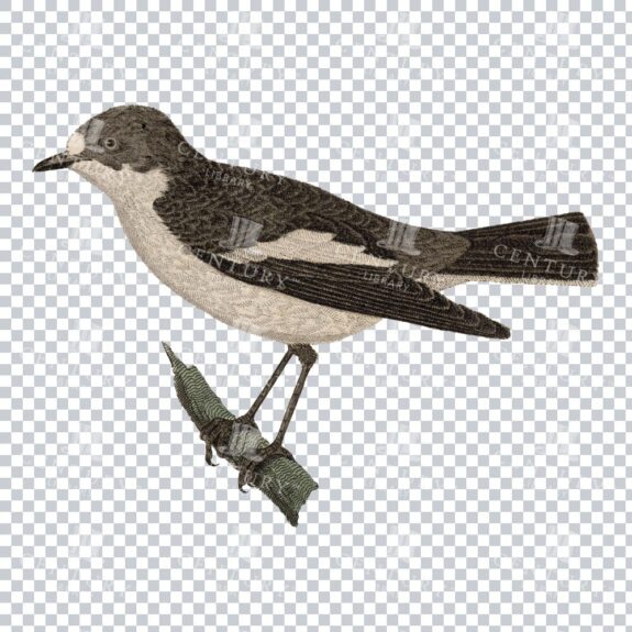 Spotted Flycatcher Bird Vintage Png Image