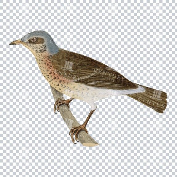Vintage Bird Illustration - Thrush Perched On Branch