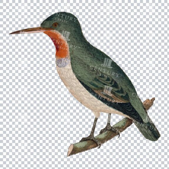 Old Color Illustration Of A Tody Bird