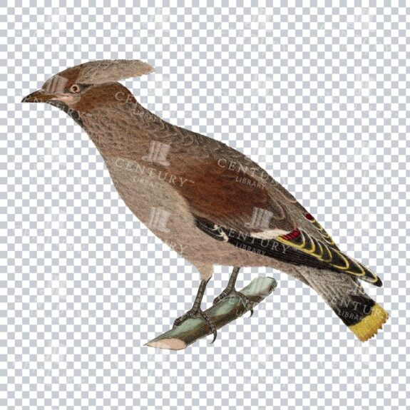Stunning Bird Illustration - Waxwing