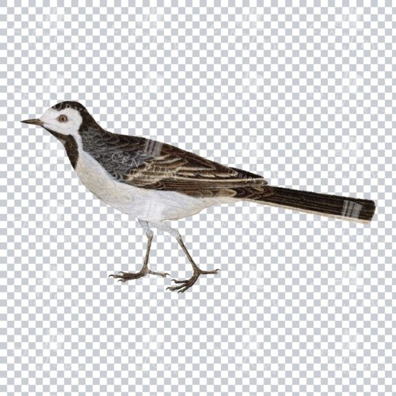 Png Color Image Of A White Wagtail Bird