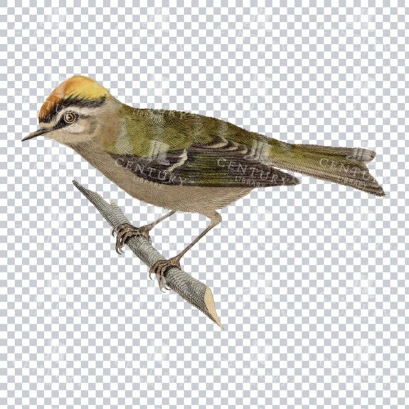 Wren Bird Ready For Flight - Translucent Png Art