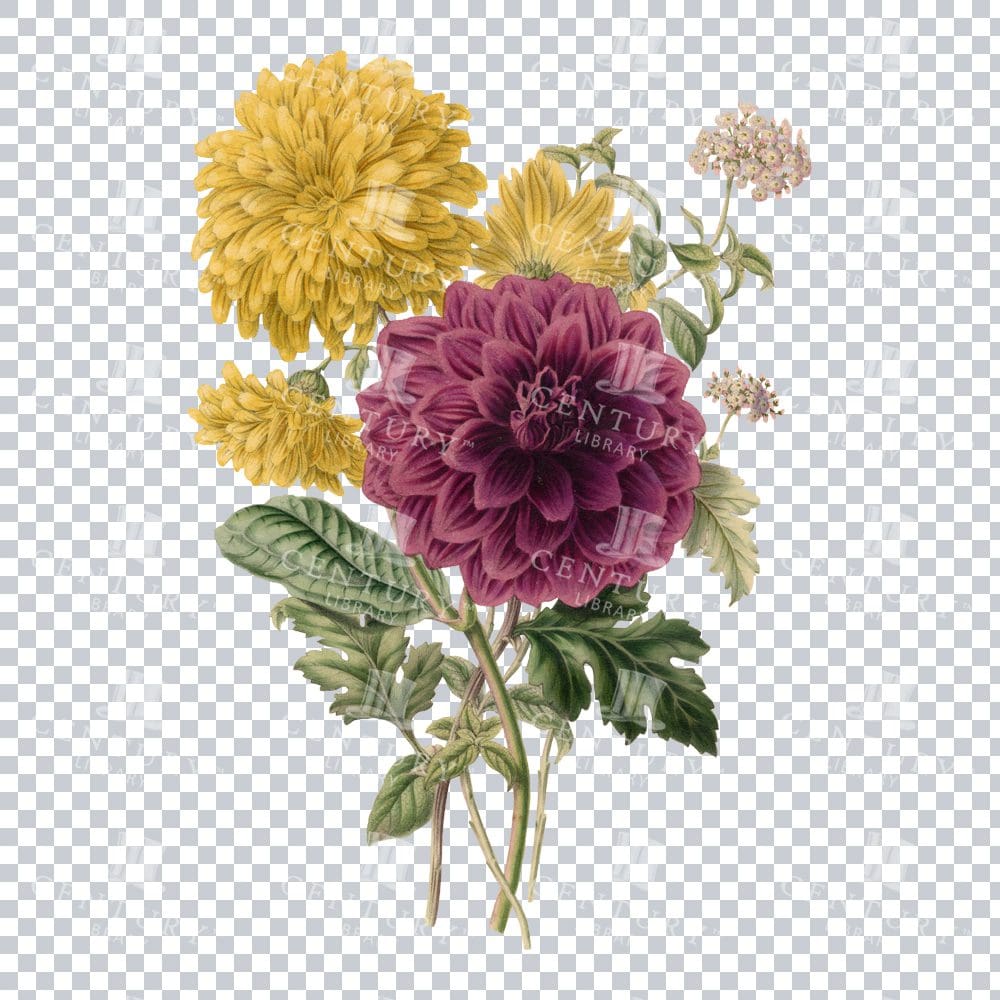 Vintage Illustration Of An Arrangement Of Flowers