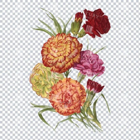 Beautiful Color Png Of A Bouquet Of Carnations