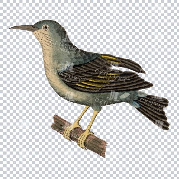Vintage Colour Illustration Of A Bananaquit Bird