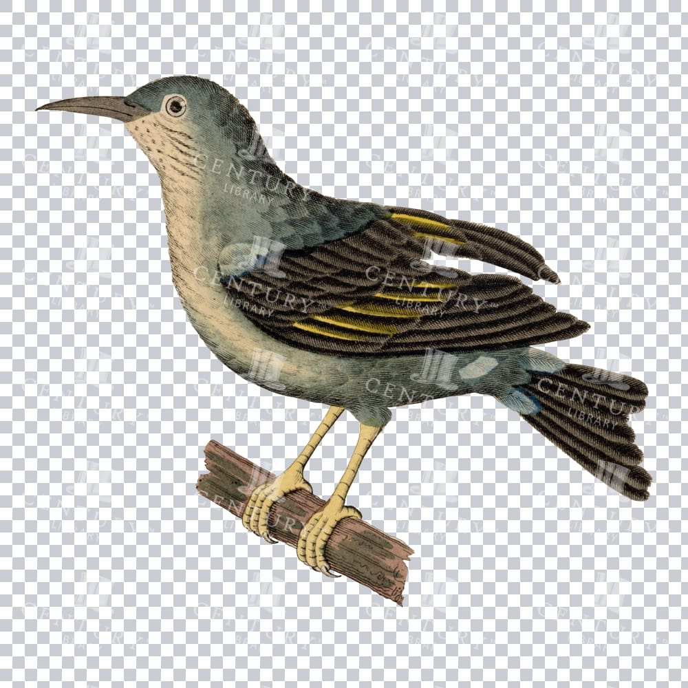Vintage Colour Illustration Of A Bananaquit Bird