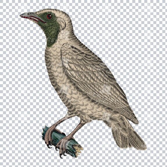 Beautiful Bare Throated Bellbird Png Image Restoration