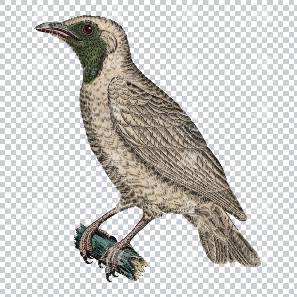 Beautiful Bare Throated Bellbird Png Image Restoration