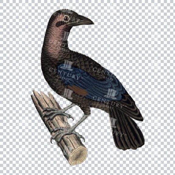 Vintage Colour Illustration Of A Bare-necked Fruitcrow