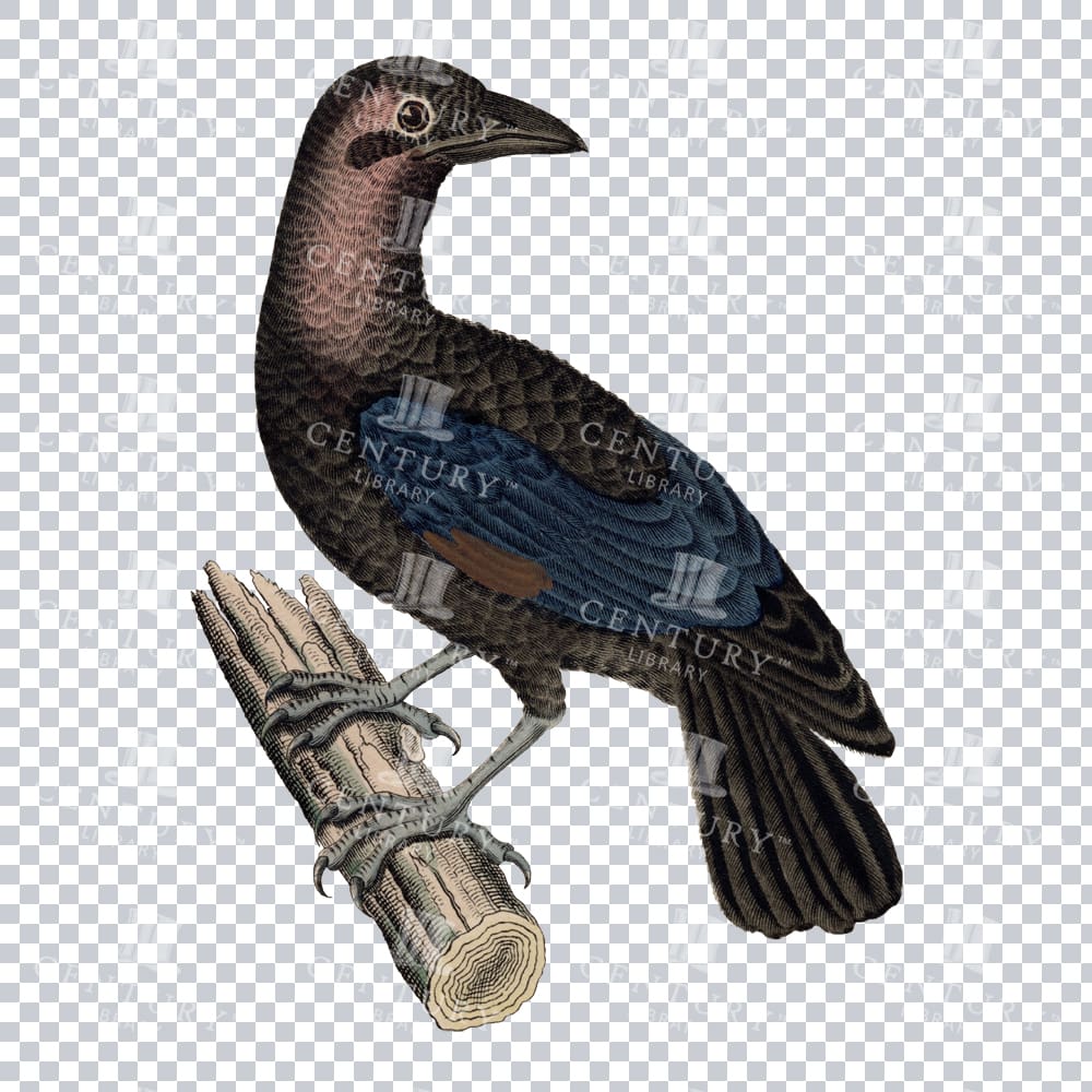 Vintage Colour Illustration Of A Bare-necked Fruitcrow