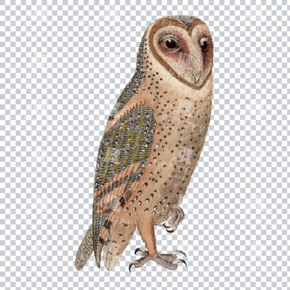 Old Color Png Of A Barn Owl