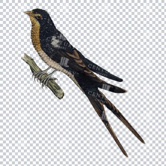 Vintage Illustration Of A Barn Swallow