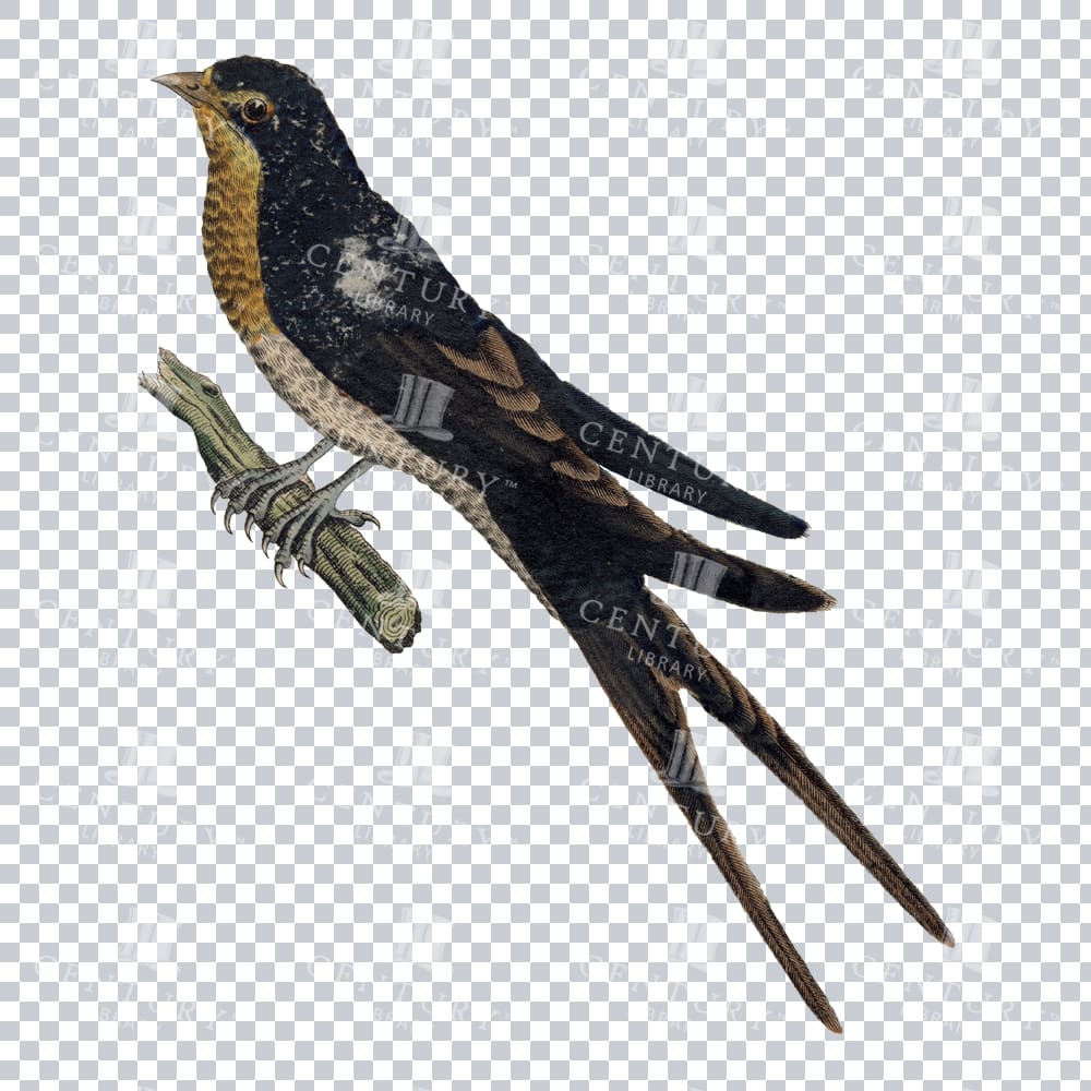 Vintage Illustration Of A Barn Swallow