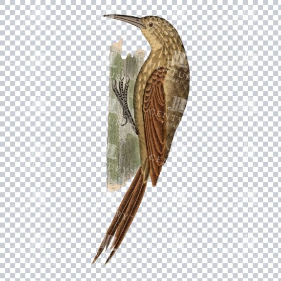 Coloured Isolated Png Of A Barred Woodcreeper Bird