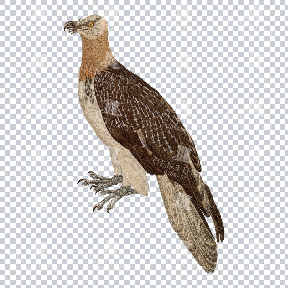 Vintage Png Illustration Of A Bearded Vulture