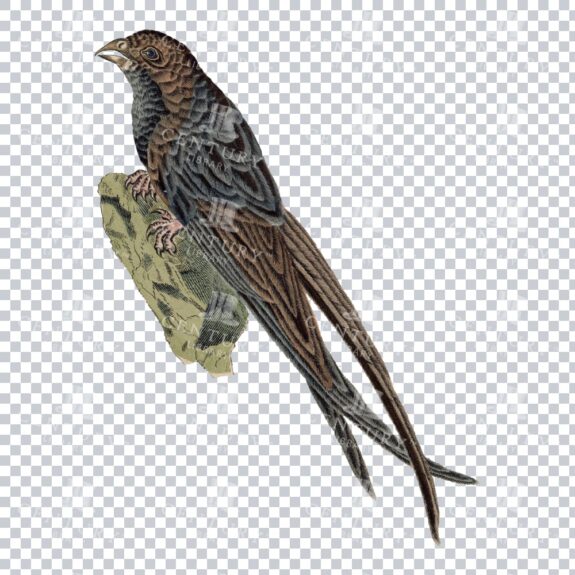 Restored Colored Png Bird Illustration 16