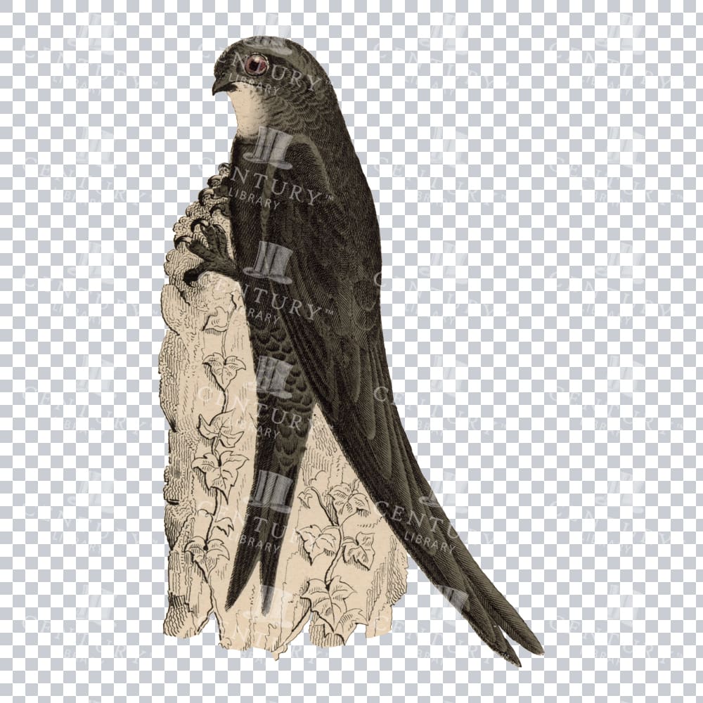 Restored Colored Png Bird Illustration 17