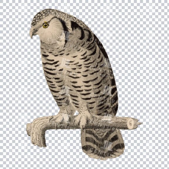 Restored Colored Png Bird Illustration 18
