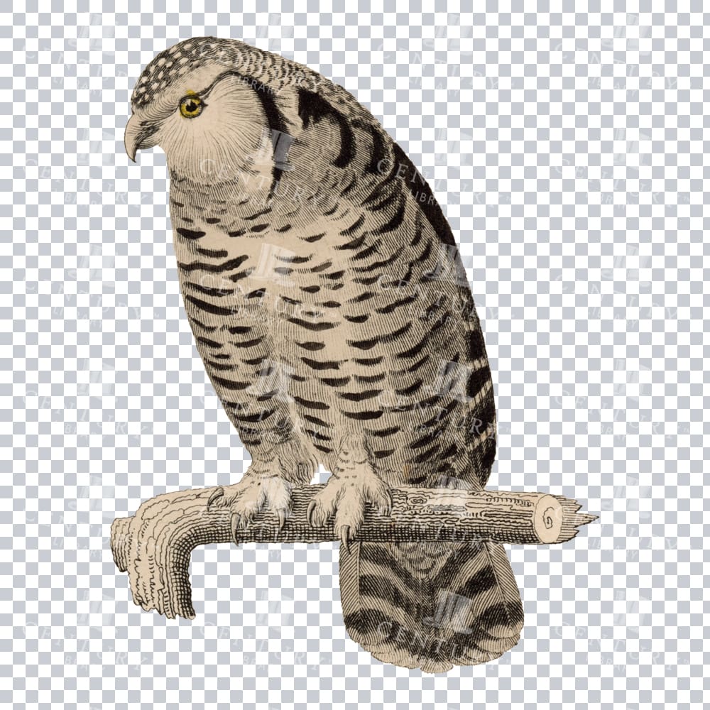Restored Colored Png Bird Illustration 18